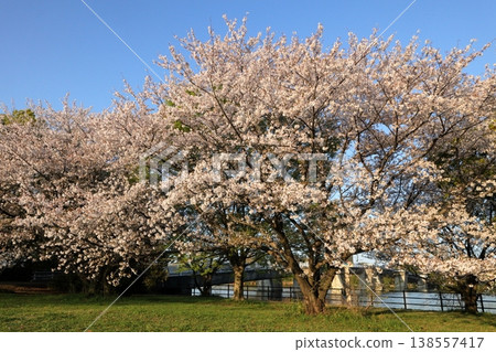 日本埼玉縣的櫻花 日本埼玉縣的櫻花 138557417