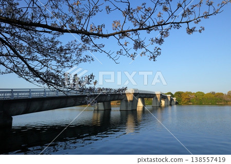 日本埼玉縣的櫻花 日本埼玉縣的櫻花 138557419