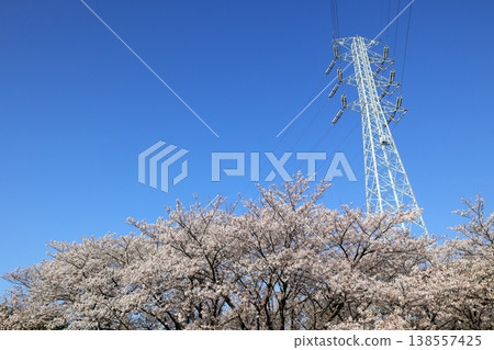 日本埼玉縣的櫻花 138557425