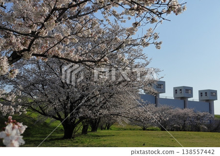 日本埼玉縣的櫻花 日本埼玉縣的櫻花 138557442