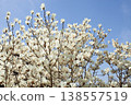 White magnolia against a blue sky 138557519