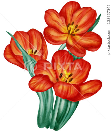 Watercolor illustration of a red tulip. Flower. This spring floral illustration is perfect for holiday cards, birthdays, International Women's Day, Easter cards, and romantic designs. Watercolor illustration of a red tulip. Flower. This spring floral illustration is perfect for holiday cards, birthdays, International Women's Day, Easter cards, and romantic designs. 138557545