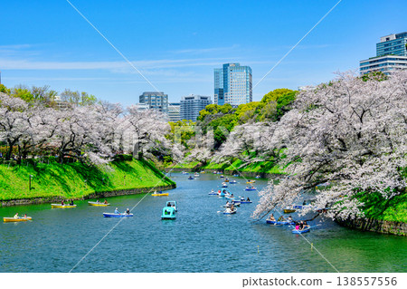 Chidorigafuchi Boating Area, Tokyo: Cherry blossoms in full bloom, 2026 138557556