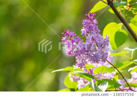 syringa vulgaris blossom in springtime. floral nature background of violet common lilac tree for easter holiday images. outdoor freshness concept on a sunny day syringa vulgaris blossom in springtime. floral nature background of violet common lilac tree for easter holiday images. outdoor freshness concept on a sunny day 138557558