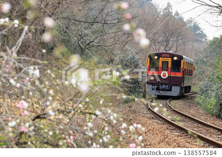 Watarase Keikoku Railway's "Wasshi-go Trolley Train Running Through a Background of Blooming Small Flowers" Watarase Keikoku Railway's "Wasshi-go Trolley Train Running Through a Background of Blooming Small Flowers" 138557584