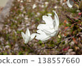 Close-up of an open white magnolia 138557660