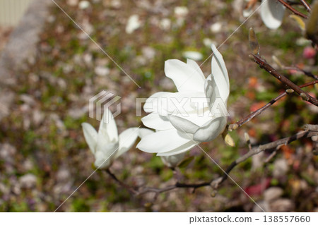 Close-up of an open white magnolia Close-up of an open white magnolia 138557660