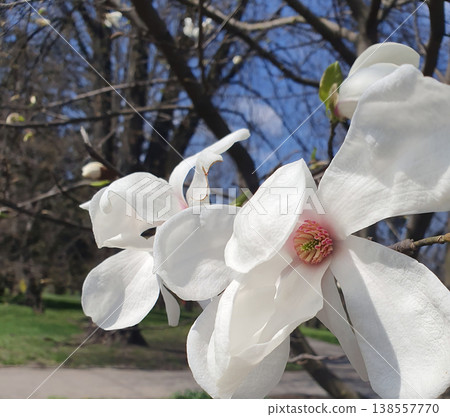 Close-up of white magnolia blooming in spring against a blue sky in the park Close-up of white magnolia blooming in spring against a blue sky in the park 138557770
