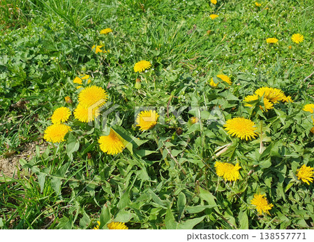 Yellow Dandelion Flowers Blooming in Green Grass Meadow 138557771