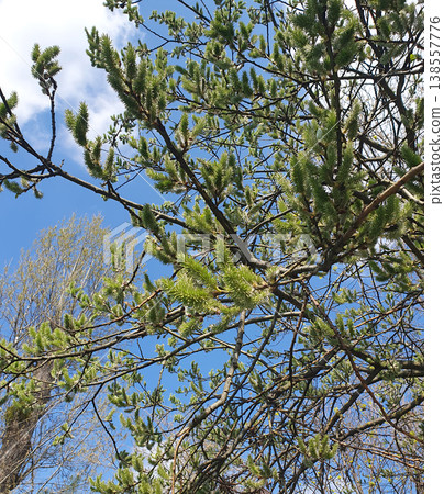 Blooming willow with fluffy catkins on a background of a bright blue sky 138557776