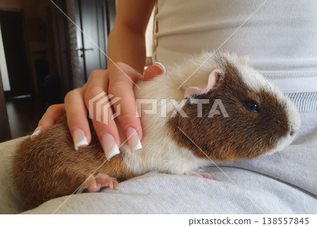 Cute guinea pig in the hands of a girl. Pet with brown and white fur, concept of animal care, tenderness and friendship Cute guinea pig in the hands of a girl. Pet with brown and white fur, concept of animal care, tenderness and friendship 138557845