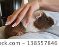 Cute guinea pig in the hands of a girl. Pet with brown and white fur, concept of animal care, tenderness and friendship 138557846