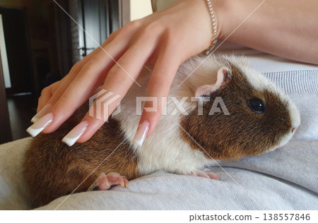 Cute guinea pig in the hands of a girl. Pet with brown and white fur, concept of animal care, tenderness and friendship Cute guinea pig in the hands of a girl. Pet with brown and white fur, concept of animal care, tenderness and friendship 138557846