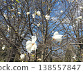 White magnolia blooming in spring against a blue sky in the park. Delicate petals, sunlight and awakening of nature 138557847