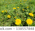 Yellow Dandelion Flowers Blooming in Green Grass Meadow 138557848