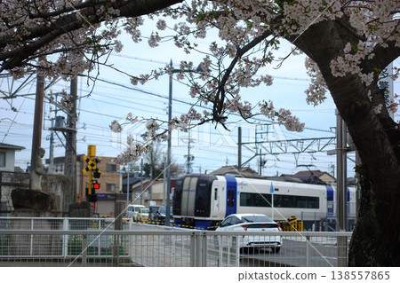 機場快線列車行駛在盛開的櫻花樹下。 138557865
