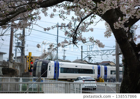 機場快線列車行駛在盛開的櫻花樹下。 138557866