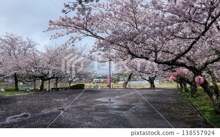 朝日公園繁花盛開 朝日公園繁花盛開 138557924