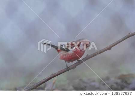 Benimashiko stopping on branches Benimashiko stopping on branches 138557927