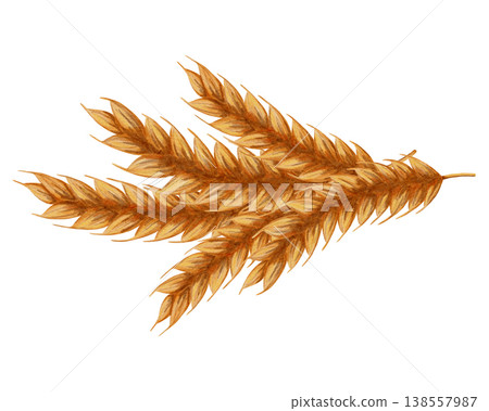 Watercolor illustration of wheat ears. Harvest. Agriculture. Ingredient for making flour. Watercolor illustration of wheat ears. Harvest. Agriculture. Ingredient for making flour. 138557987