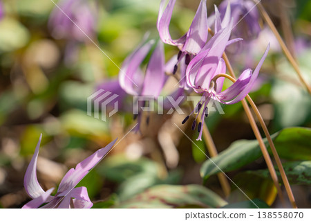 Springtime in the lower reaches of the Kani River Nature Park, where dogtooth violets are in full bloom. (Kani City, Gifu Prefecture) Springtime in the lower reaches of the Kani River Nature Park, where dogtooth violets are in full bloom. (Kani City, Gifu Prefecture) 138558070