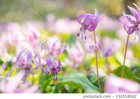 Springtime in the lower reaches of the Kani River Nature Park, where dogtooth violets are in full bloom. (Kani City, Gifu Prefecture) Springtime in the lower reaches of the Kani River Nature Park, where dogtooth violets are in full bloom. (Kani City, Gifu Prefecture) 138558082