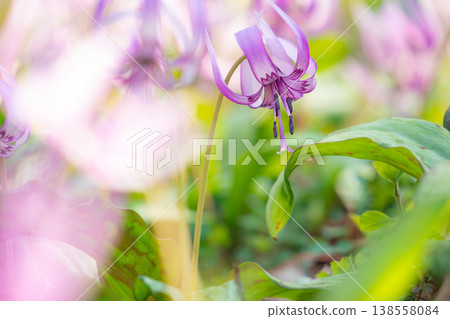 Springtime in the lower reaches of the Kani River Nature Park, where dogtooth violets are in full bloom. (Kani City, Gifu Prefecture) Springtime in the lower reaches of the Kani River Nature Park, where dogtooth violets are in full bloom. (Kani City, Gifu Prefecture) 138558084