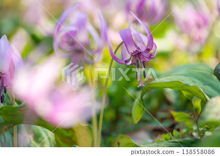 春天，蟹川自然公園下游，犬牙紫羅蘭盛開。 （岐阜縣蟹市） 138558086