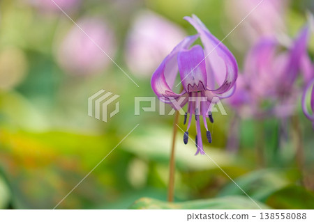 Springtime in the lower reaches of the Kani River Nature Park, where dogtooth violets are in full bloom. (Kani City, Gifu Prefecture) Springtime in the lower reaches of the Kani River Nature Park, where dogtooth violets are in full bloom. (Kani City, Gifu Prefecture) 138558088