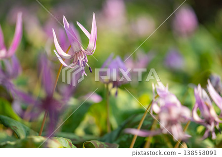 Springtime in the lower reaches of the Kani River Nature Park, where dogtooth violets are in full bloom. (Kani City, Gifu Prefecture) Springtime in the lower reaches of the Kani River Nature Park, where dogtooth violets are in full bloom. (Kani City, Gifu Prefecture) 138558091