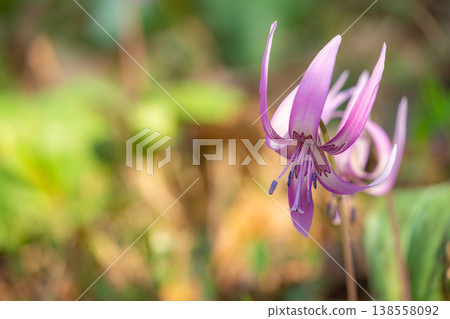 Springtime in the lower reaches of the Kani River Nature Park, where dogtooth violets are in full bloom. (Kani City, Gifu Prefecture) Springtime in the lower reaches of the Kani River Nature Park, where dogtooth violets are in full bloom. (Kani City, Gifu Prefecture) 138558092