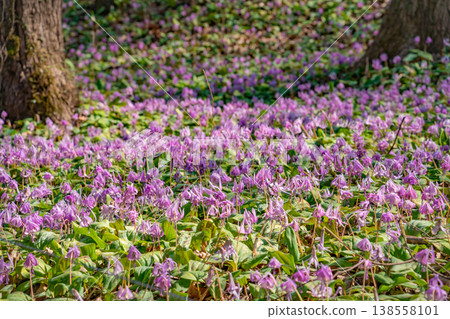 Springtime in the lower reaches of the Kani River Nature Park, where dogtooth violets are in full bloom. (Kani City, Gifu Prefecture) Springtime in the lower reaches of the Kani River Nature Park, where dogtooth violets are in full bloom. (Kani City, Gifu Prefecture) 138558101
