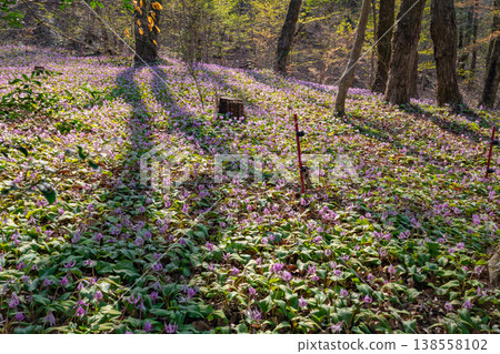Springtime in the lower reaches of the Kani River Nature Park, where dogtooth violets are in full bloom. (Kani City, Gifu Prefecture) 138558102