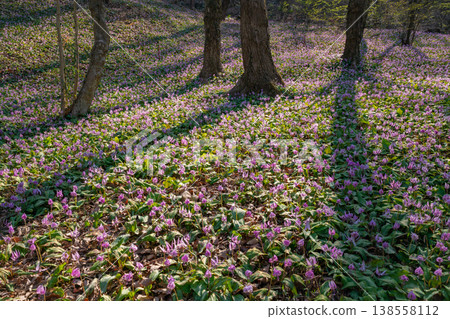 Springtime in the lower reaches of the Kani River Nature Park, where dogtooth violets are in full bloom. (Kani City, Gifu Prefecture) 138558112