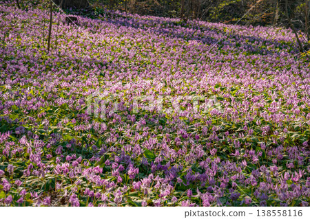 Springtime in the lower reaches of the Kani River Nature Park, where dogtooth violets are in full bloom. (Kani City, Gifu Prefecture) Springtime in the lower reaches of the Kani River Nature Park, where dogtooth violets are in full bloom. (Kani City, Gifu Prefecture) 138558116