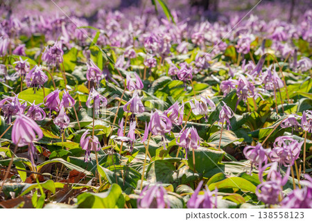 Springtime in the lower reaches of the Kani River Nature Park, where dogtooth violets are in full bloom. (Kani City, Gifu Prefecture) Springtime in the lower reaches of the Kani River Nature Park, where dogtooth violets are in full bloom. (Kani City, Gifu Prefecture) 138558123