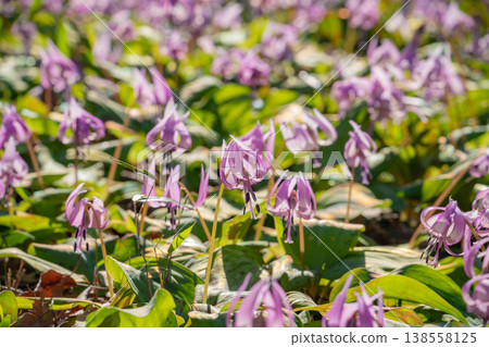 春天，蟹川自然公園下游，犬牙紫羅蘭盛開。 （岐阜縣蟹市） 138558125