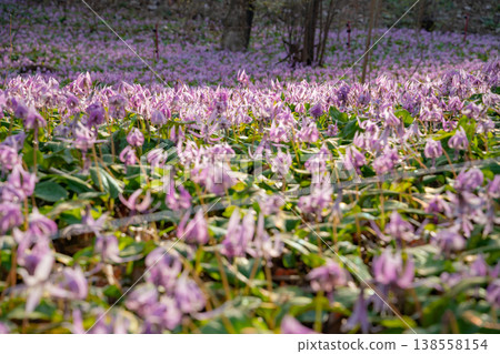 Springtime in the lower reaches of the Kani River Nature Park, where dogtooth violets are in full bloom. (Kani City, Gifu Prefecture) Springtime in the lower reaches of the Kani River Nature Park, where dogtooth violets are in full bloom. (Kani City, Gifu Prefecture) 138558154