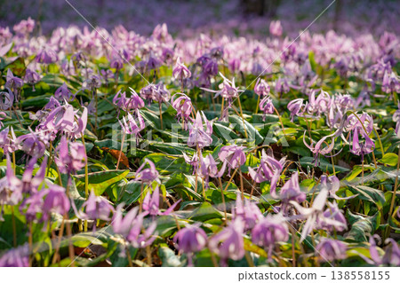 Springtime in the lower reaches of the Kani River Nature Park, where dogtooth violets are in full bloom. (Kani City, Gifu Prefecture) Springtime in the lower reaches of the Kani River Nature Park, where dogtooth violets are in full bloom. (Kani City, Gifu Prefecture) 138558155