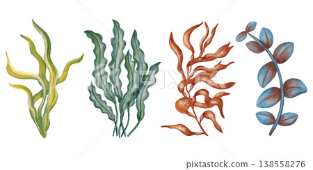 Watercolor illustration set of underwater plants, seaweed, corals. Colorful ocean flora collection. Marine biology and aquarium decoration elements. Suitable for design, prints, postcards, sea travel 138558276