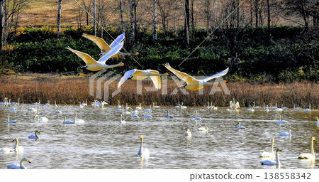 A flying swan 138558342