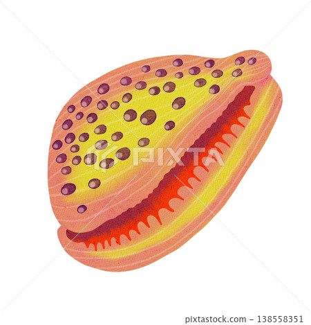 Watercolor illustration of sea shell. Colorful nautical seashell. Bright illustrations, suitable for cheerful summer designs, textiles, summer and children's clothing. Print for babies. 138558351