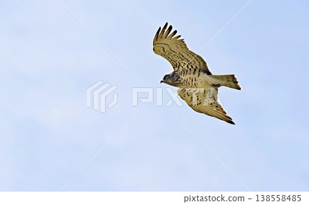 Short-toed Snake-Eagle (Circaetus gallicus), Greece Short-toed Snake-Eagle (Circaetus gallicus), Greece 138558485