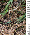 Grasshoppers mating and blending into withered grass - camouflage - nature photograph 138558941