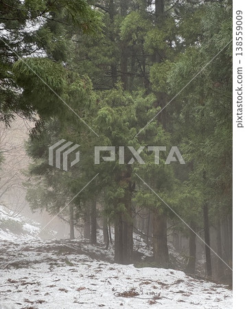 Winter forest and snowy path (Location: Green Park Yoshimine, Tateyama Town, Toyama Prefecture; Date of photo: February) 138559009
