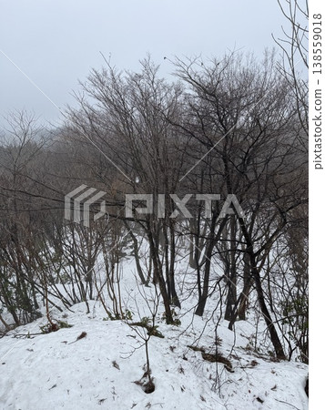 冬季森林與雪原（地點：富山縣立山町吉峰綠園；拍攝時間：2月） 138559018