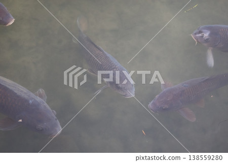 A beautiful pond filled with many carp swimming in it. A beautiful pond filled with many carp swimming in it. 138559280