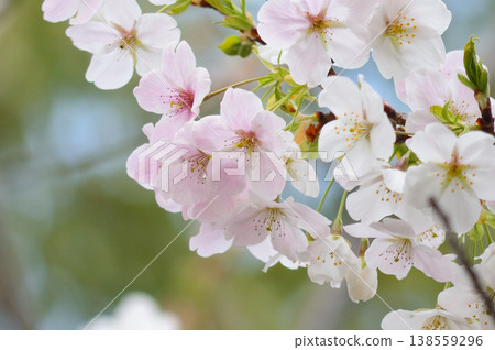 Pink Oshima cherry blossoms Pink Oshima cherry blossoms 138559296