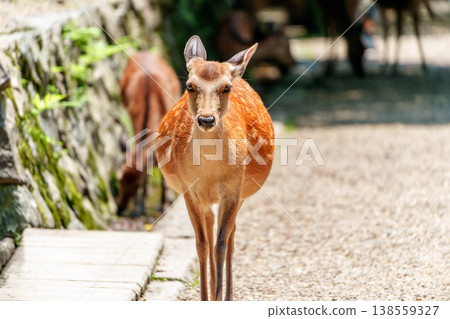 奈良公園的鹿是奈良觀光業的象徵。 138559327