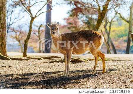 奈良公園的鹿是奈良觀光業的象徵。 奈良公園的鹿是奈良觀光業的象徵。 138559329